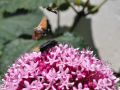 thumbnail Game Insect
