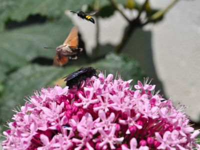 puzzle model Game Insect