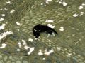 thumbnail Cat Nap