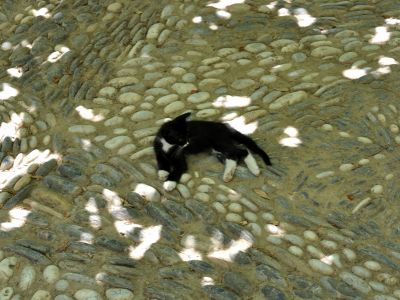 puzzle model Cat Nap