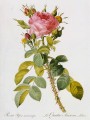 thumbnail Rosa bifera macrocarpa