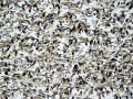 thumbnail Swarm of birds