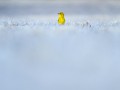 thumbnail Yellow bird