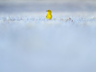 puzzle model Yellow bird