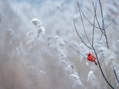 puzzle model Red bird in winter