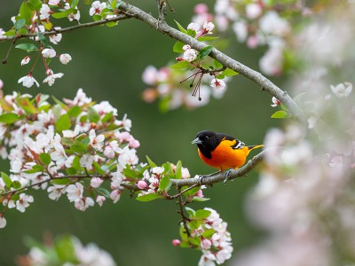 puzzle model Bird in spring