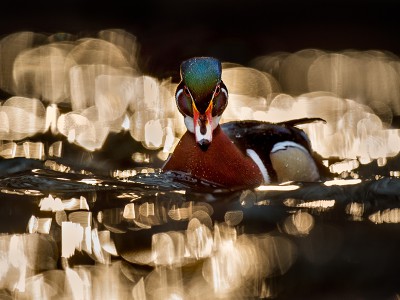 puzzle model Duck face