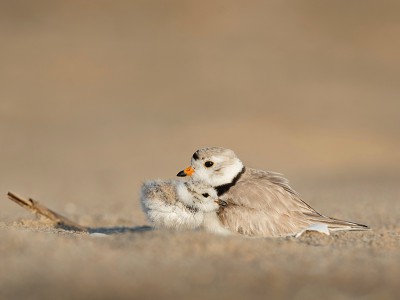 puzzle model Birds family