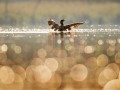 thumbnail Wet landing