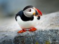 thumbnail Puffins on a walk