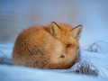 thumbnail sleepy fox