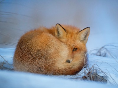 puzzle model sleepy fox
