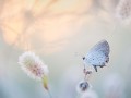 thumbnail White butterfly