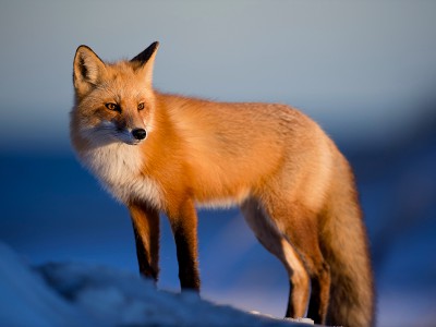 puzzle model Renard
