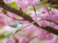 thumbnail Grey bird with flowers