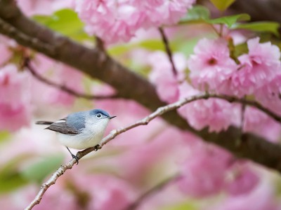 puzzle model Grey bird with flowers