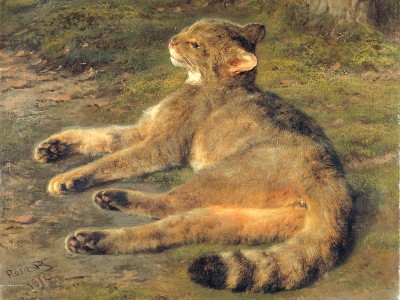 puzzle model Wild Cat