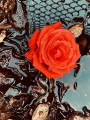 thumbnail Rose rouge