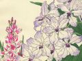thumbnail Vanda Coerrulea