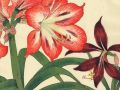 thumbnail Amaryllis