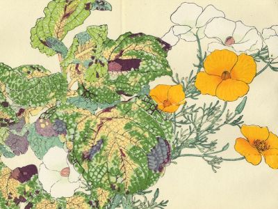 puzzle model Pavot de Californie et Coleus