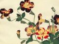 thumbnail Nasturtium