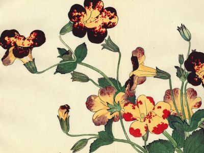 puzzle model Nasturtium