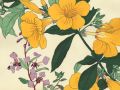 thumbnail Allamanda And Clarkia