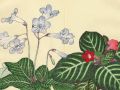 thumbnail Tydea And Streptocarpus