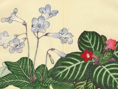 puzzle model Tydea And Streptocarpus