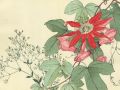 thumbnail Passiflora Gypsophila