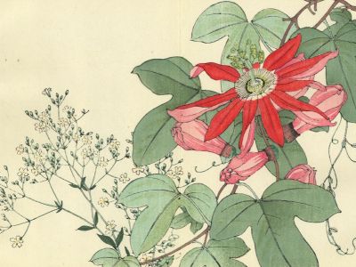 puzzle model Passiflora Gypsophila