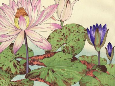 puzzle model Nymphaea (Water Lily)