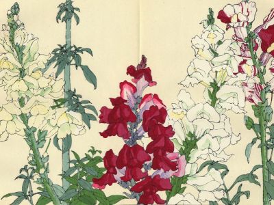 puzzle model Antirrhinum (Snapdragon)