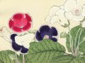 thumbnail Gloxinia