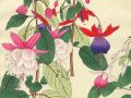thumbnail Fushia