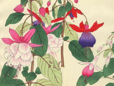puzzle model Fushia