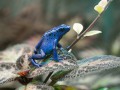 thumbnail Blue frog
