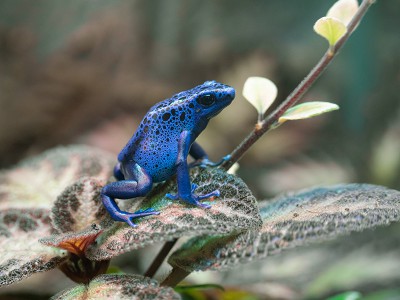 puzzle model Blue frog