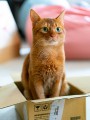 thumbnail Le chat dans la boite