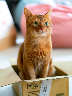 puzzle model Le chat dans la boite