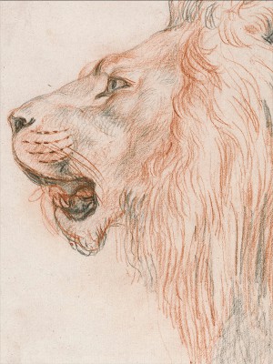 puzzle model Head of a Male Lion