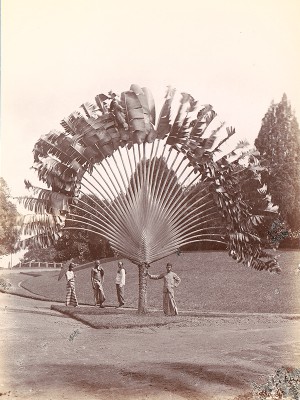 puzzle model Fan Palm, Singapore