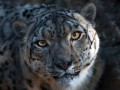 thumbnail Grey Tiger face