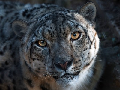 puzzle model Grey Tiger face