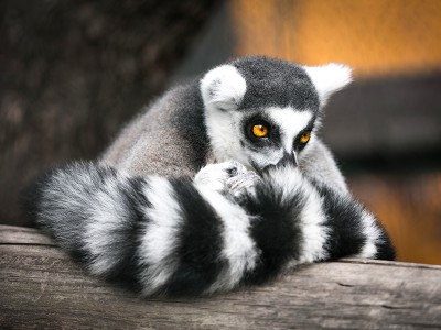 puzzle model Pensive lemur