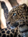 thumbnail Blue eyed panther