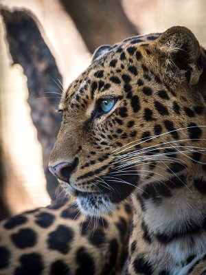puzzle model Blue eyed panther