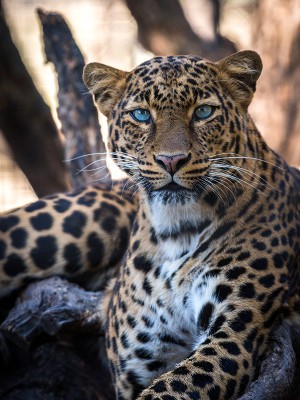 puzzle model Portrait of a panther