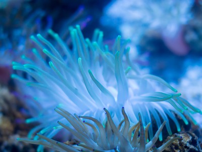 puzzle model Blue Sea Anemone